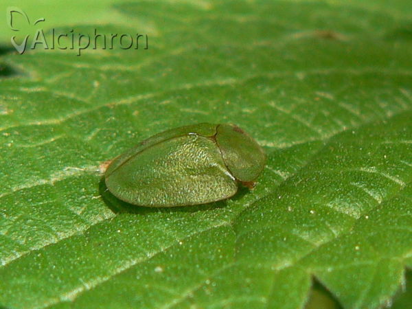 Cassida viridis