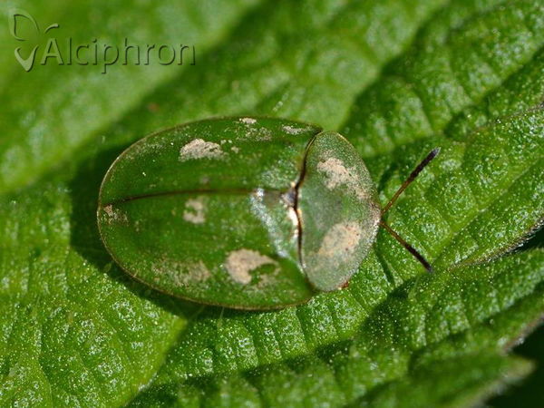 Cassida viridis