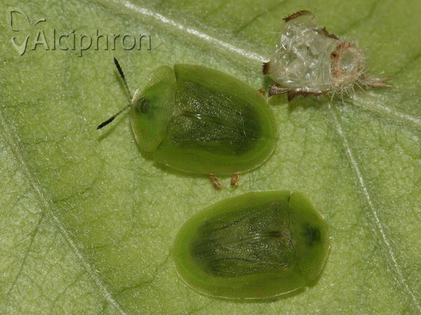 Cassida viridis