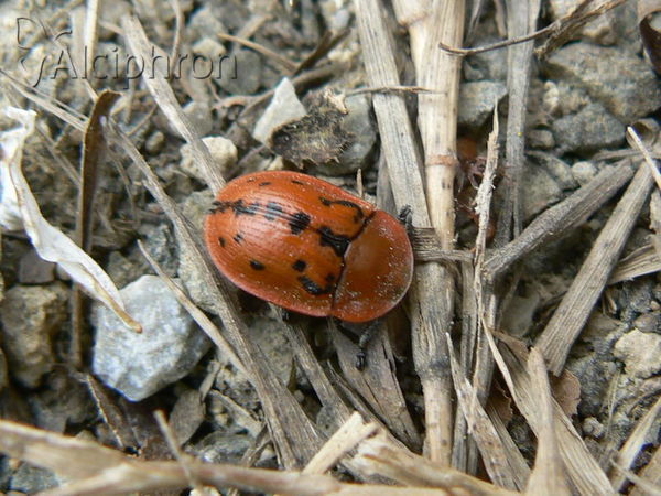 Cassida murraea