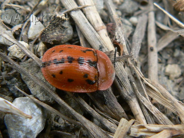Cassida murraea