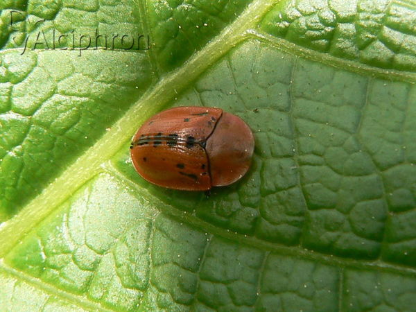Cassida murraea