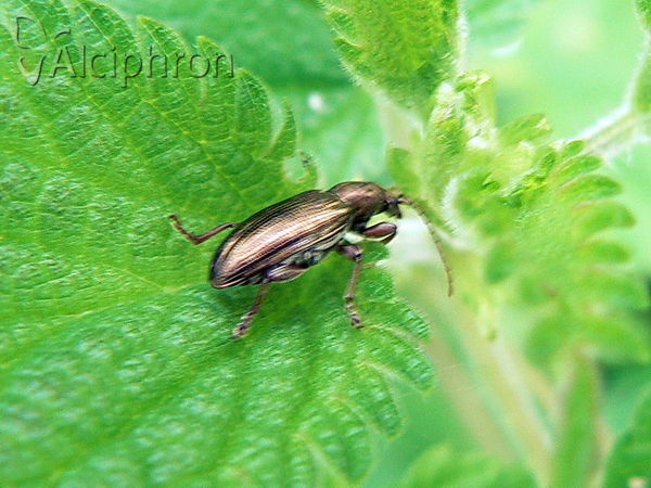 Plateumaris sericea