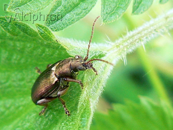 Plateumaris sericea