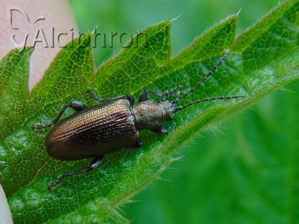 Plateumaris sericea