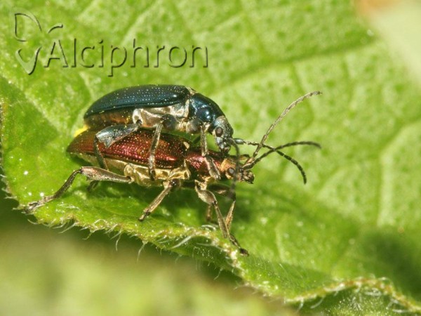 Plateumaris sericea