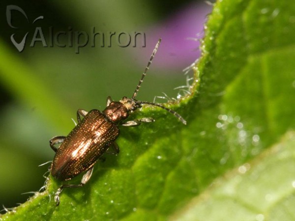 Plateumaris sericea