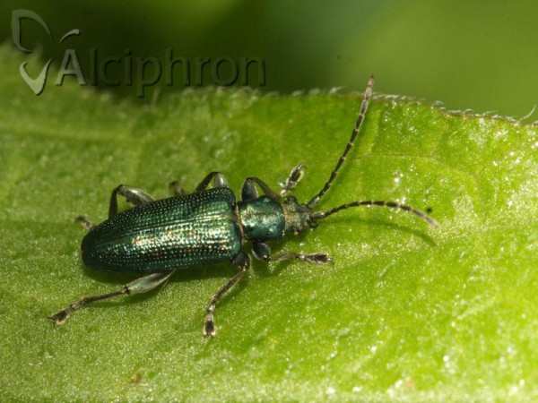 Plateumaris sericea