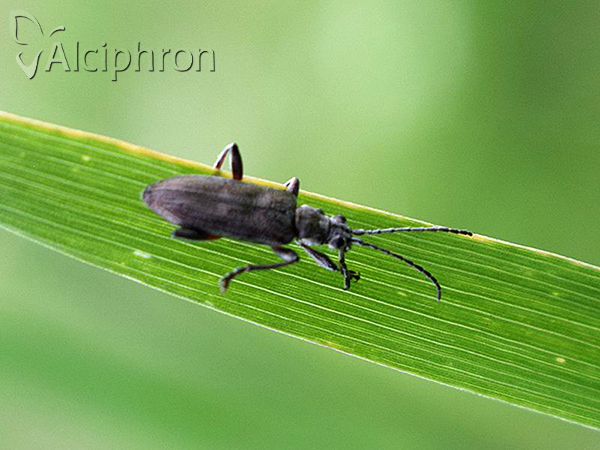 Donacia cinerea