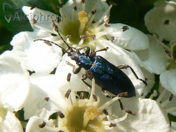 Donacia clavipes