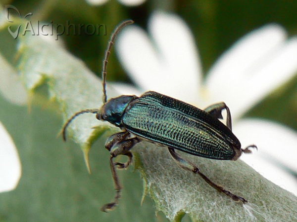 Donacia clavipes