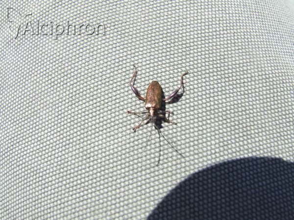 Donacia crassipes