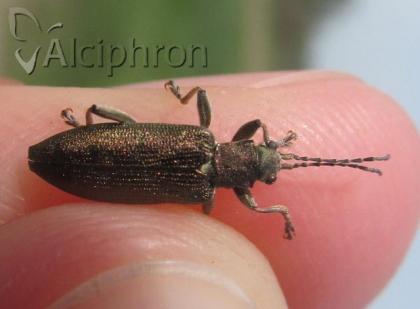Donacia crassipes