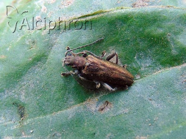 Donacia crassipes