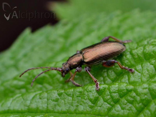 Donacia vulgaris