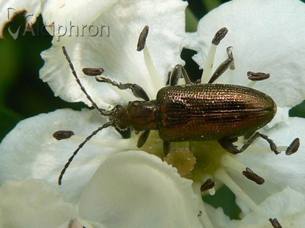 Donacia vulgaris