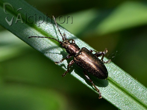 Donacia vulgaris