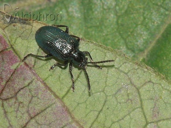 Oulema gallaeciana