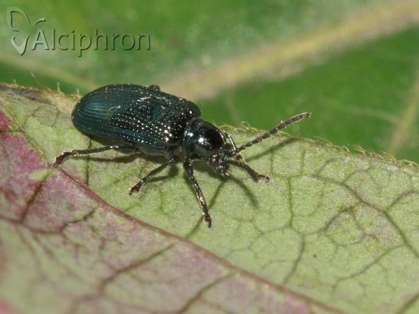 Oulema gallaeciana