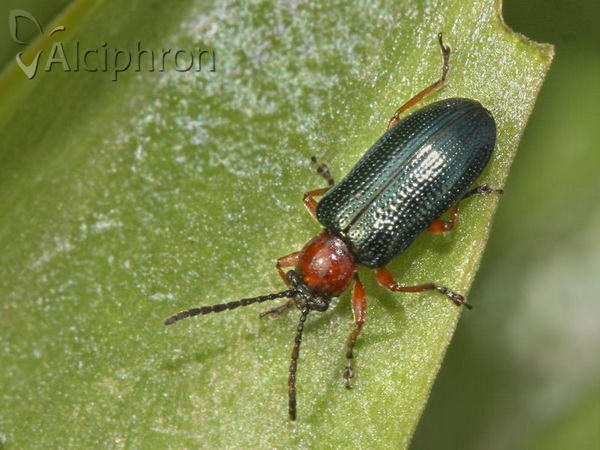 Oulema melanopus
