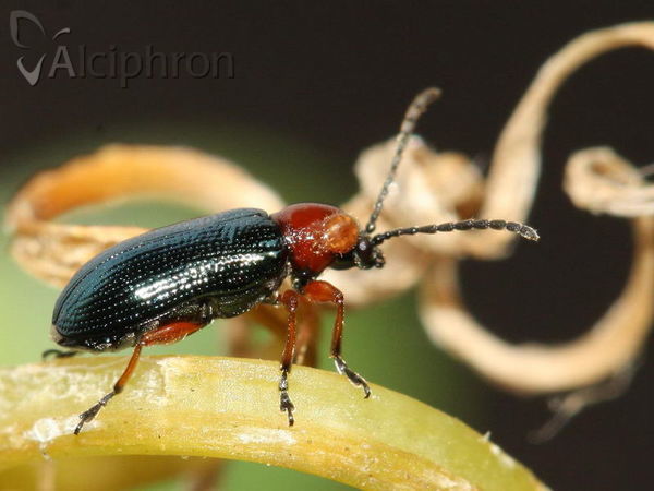Oulema melanopus