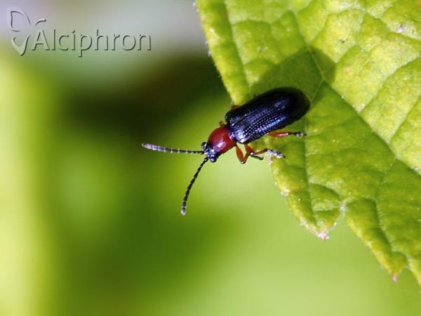 Oulema melanopus
