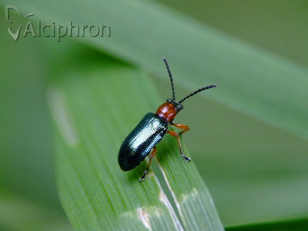 Oulema melanopus