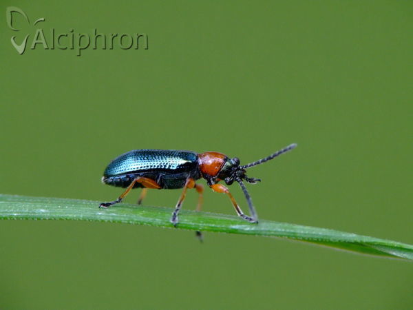 Oulema melanopus