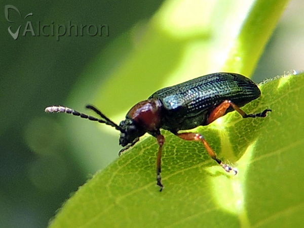 Oulema melanopus