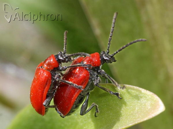 Lilioceris lilii