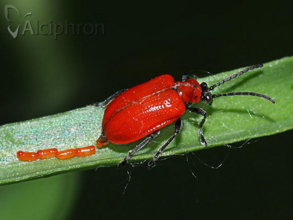 Lilioceris lilii