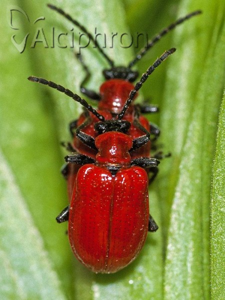 Lilioceris lilii