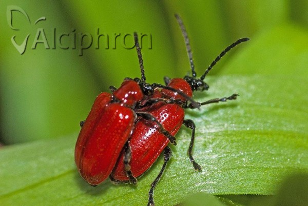 Lilioceris lilii