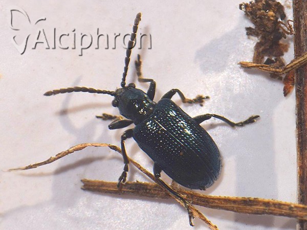 Lema cyanella