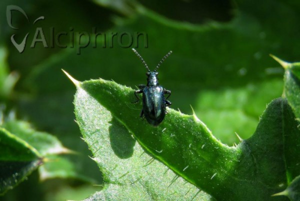 Lema cyanella