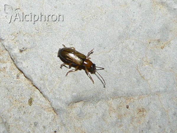Orsodacne cerasi
