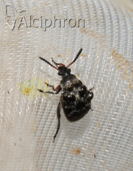 Bruchus affinis