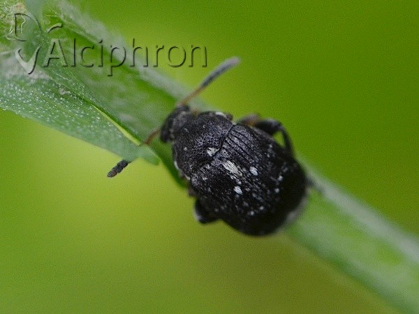 Bruchus atomarius