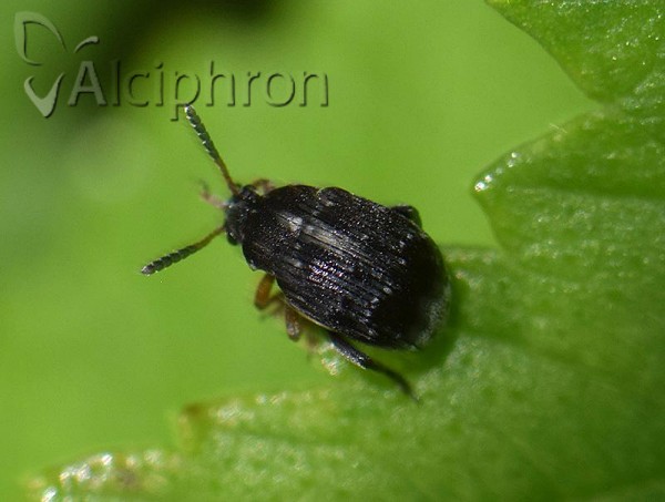 Bruchus atomarius