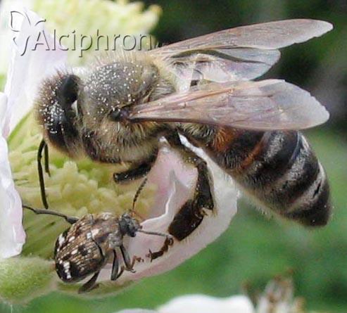 Bruchus pisorum