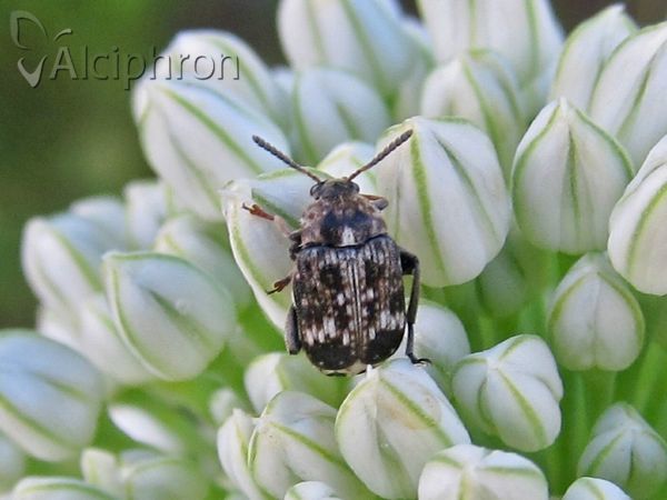 Bruchus pisorum