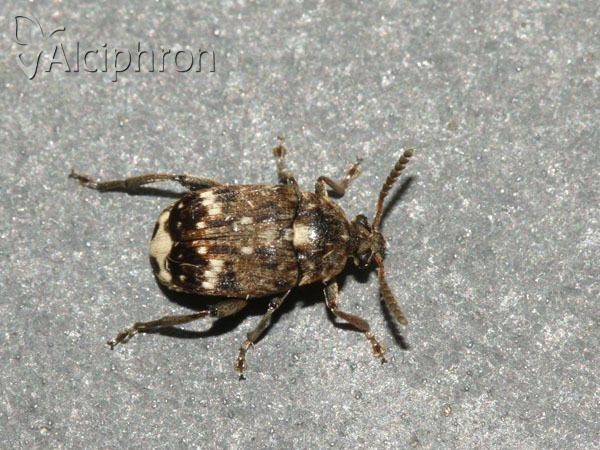 Bruchus pisorum