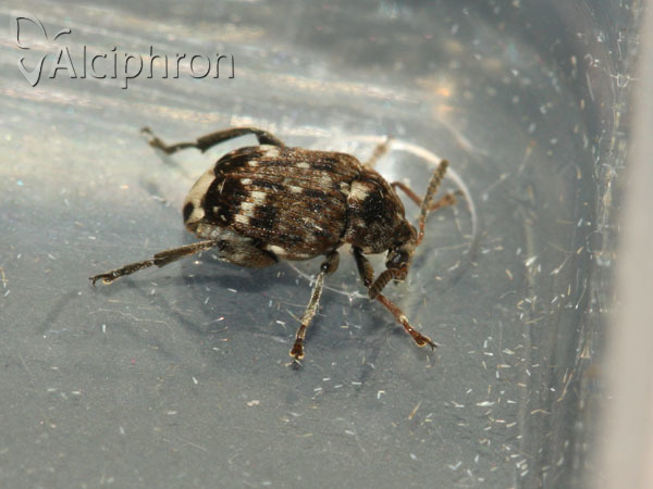 Bruchus pisorum