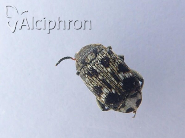 Bruchus pisorum