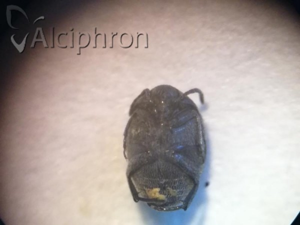 Bruchidius ater