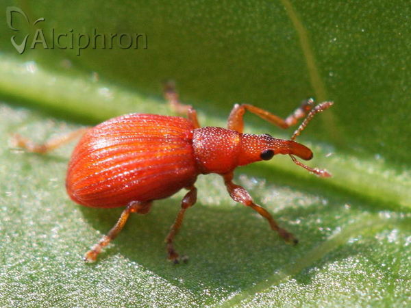 Apion frumentarium