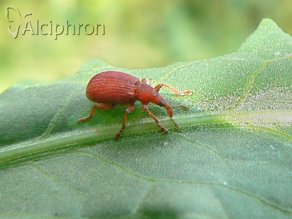 Apion frumentarium