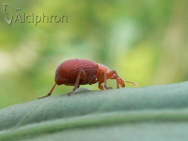 Apion frumentarium