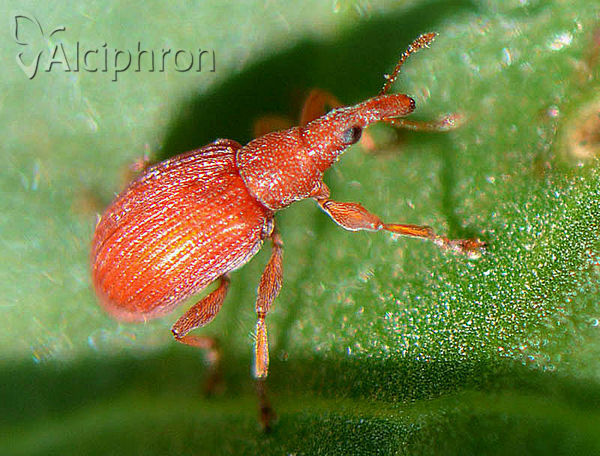Apion frumentarium