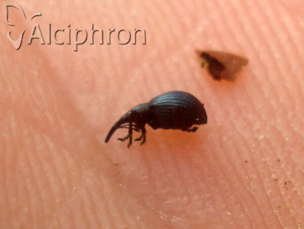 Perapion violaceum